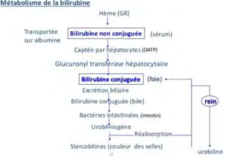 Figure 4: Métabolisme de la bilirubine  2.   Epuration hépatique 