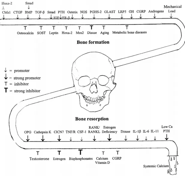 Figure 17 : Liste des principaux médiateurs impliqués dans le remodelage osseux alvéolaire(24)