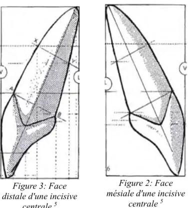 Figure 3: Face  distale d'une incisive 