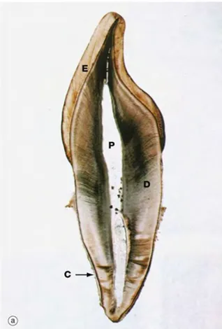 Figure 7: Structure de la dent, coupe non  décalcifiée et non colorée 