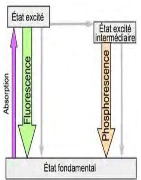 Fig. 1.7     : la phosphorescence et la fluorescence,  différences