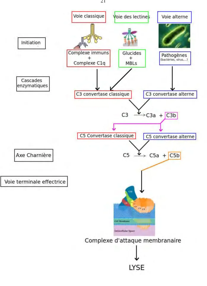 Figure 1: Les voies d'activation et la voie effectrice du système du complément.