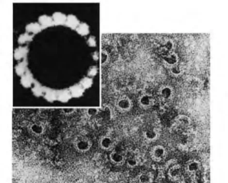Figure 3: Le complexe d'attaque membranaire en microscopie électronique (6).