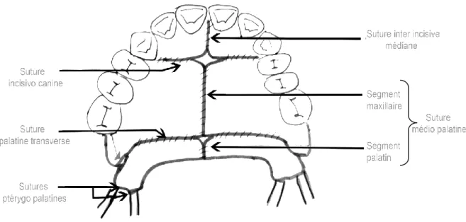 Figure 10 : Schéma représentant les différentes sutures palatines chez l'enfant * 