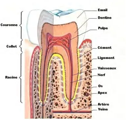 Figure 1 : Situation de la pulpe dans la dent (3)