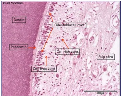 Figure 5 : Organisation pulpaire (8)