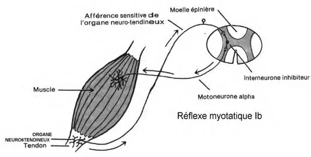 Illustration 12 : fonctionnement de l’organe tendineux de Golgi (25) 