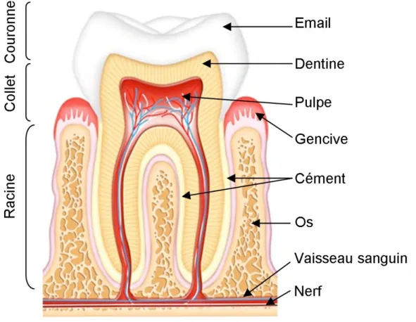 Figure 1: Schéma de la composition d’une dent   