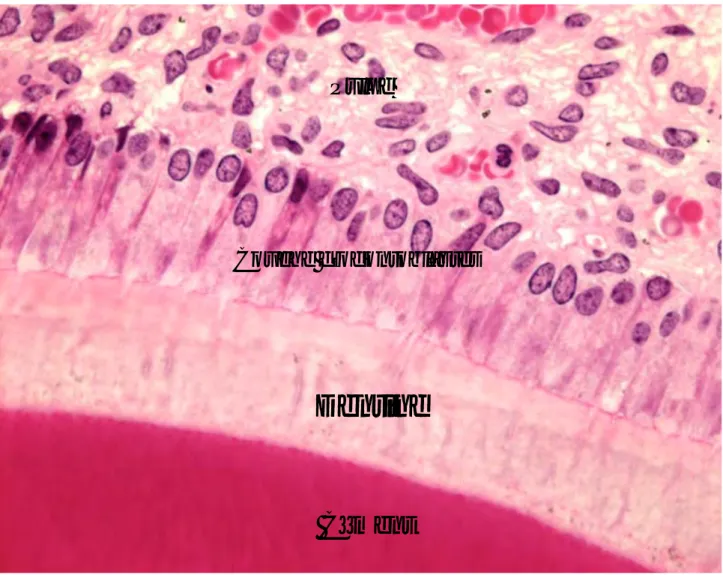 Figure 2: Coupe cellulaire du complexe dentino-pulpaire. 