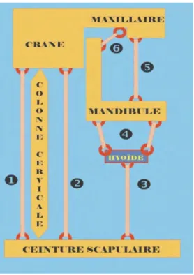 Figure 5 : schéma de Brodie 