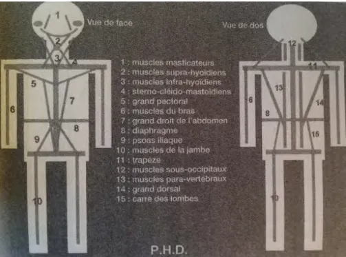 Figure 13  schéma principaux muscles postures(35) 