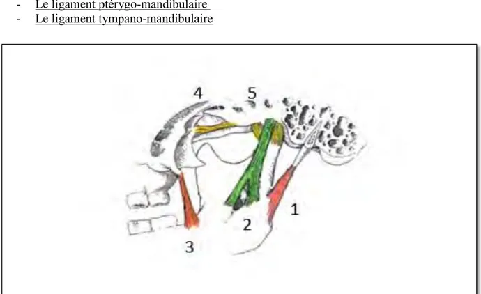 Figure 2 : ligaments extrinsèques de l’ATM vue intrinsèque, 1 ligament stylo- stylo-mandibulaire, 2 ligament sphéno-stylo-mandibulaire, 4 ligament ptérygo-stylo-mandibulaire,   5 articulation temporo-mandibulaire