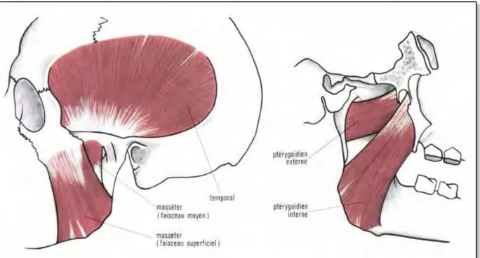 Figure 3 : les muscles masticateurs superficiels à gauche, vue exo-buccale ;  profonds à  droite, vue endo-buccale