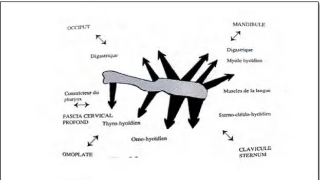 Figure 8 : l’os hyoïde est relié aux structures osseuse grâce aux insertions  musculaires, Amigues (6)
