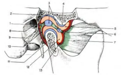 Figure 1 : Coupe sagittale de l’articulation temporo-mandibulaire 