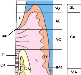 Figure 1 : Schéma du complexe dento-gingival (image originale [2]) 
