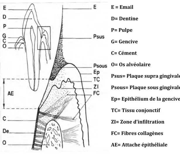 Figure	
  6	
  :	
  Coupe	
  schématique	
  d’une	
  dent	
  antéro-­‐inférieure	
  et	
  agrandissement	
   de	
  la	
  zone	
  marginale	
  (9)	
  	
  