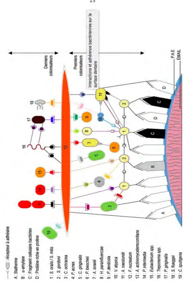 Figure	
  7	
  :	
  Interactions	
  et	
  adhérence	
  bactérienne	
  sur	
  la	
  surface	
  dentaire	
   	
  