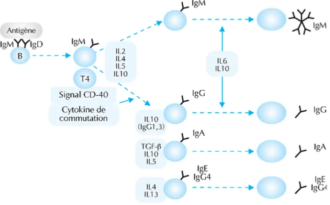 Figure	  14:	  Les	  cytokines	  de	  la	  réponse	  anticorps	  	  