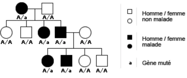 Figure	  16:	  Transmission	  autosomique	  récessive	  	  
