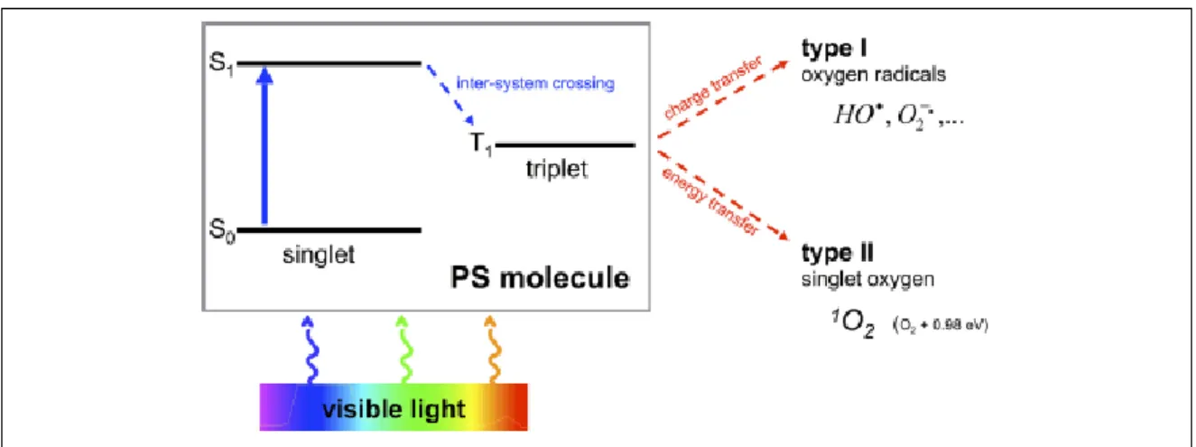 Figure 9 :Réactions de type 1 et 2 lors de la thérapie photodynamique.(27) 