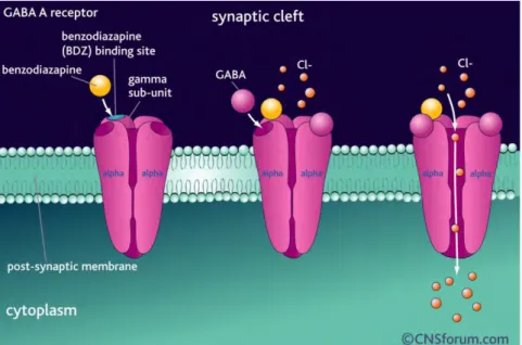 Figure 10 : Transformation allostérique du GABA A receptor suite à la fixation de la  benzodiazépine (60) 