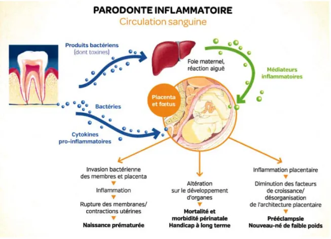 Figure 2. Interactions à distance des bactéries parodonto-pathogènes. [109]