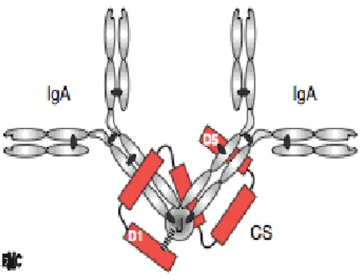 Figure 5 : Représentation schématique d’IgA (s) retrouvées dans la salive (67). 