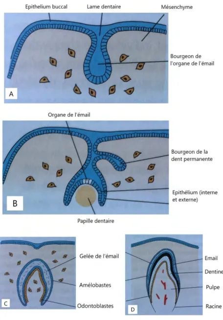 Figure 6 : Schématisation des stades initiaux du développement dentaire (91) 