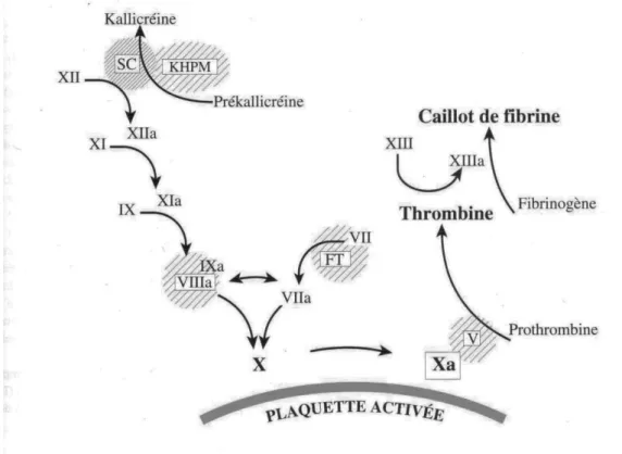 Figure 5: Voies de la coagulation (8) 