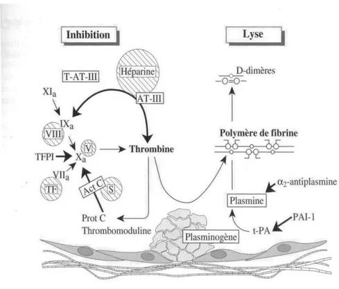 Figure 8: Inhibiteurs de la coagulation et fibrinolyse (8) 