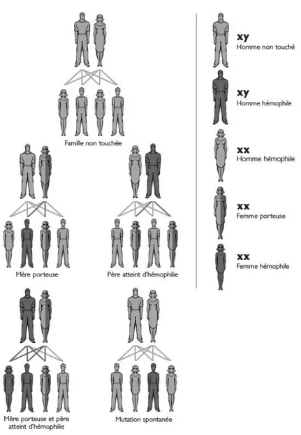Figure 10: Mode de transmission de l'hémophilie (26) 