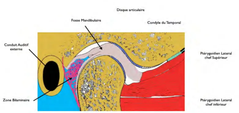 Figure 3 : Vue schématique de l'articulation temporo-mandibulaire (3) 