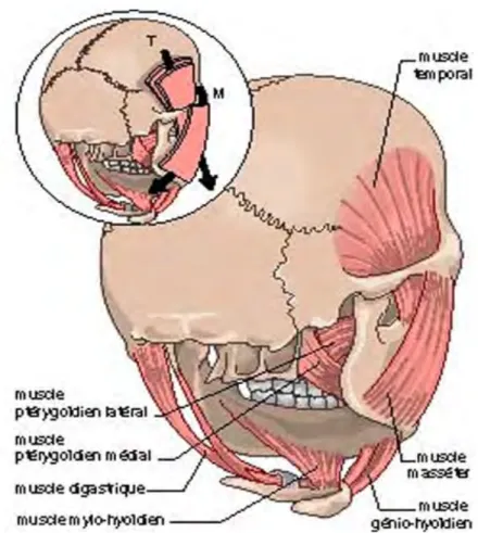 Figure 5 : Principaux muscles masticateurs 