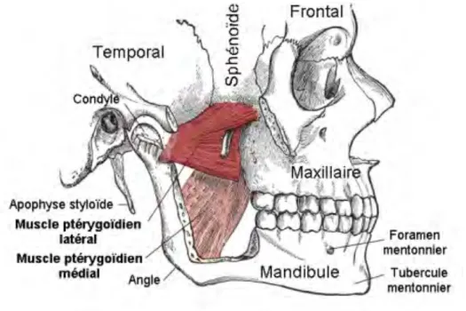 Figure 6 : Le muscle ptérygoïdien latérale et ses rapports.