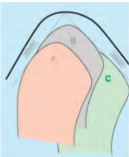 Figure 8 : Relation centrée (B) des condyles dans la fosse mandibulaire 