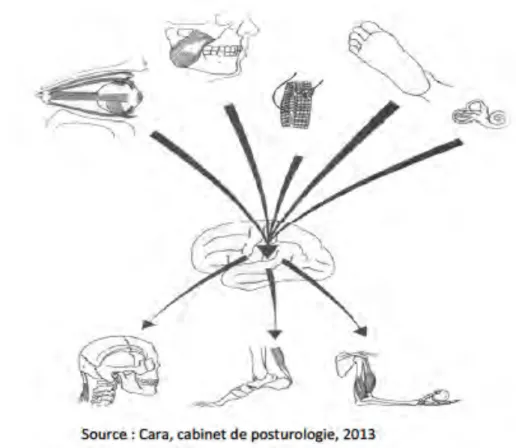 Figure 10: schéma du système postural, les entrées, le système de contrôle et les sorties : (10) 