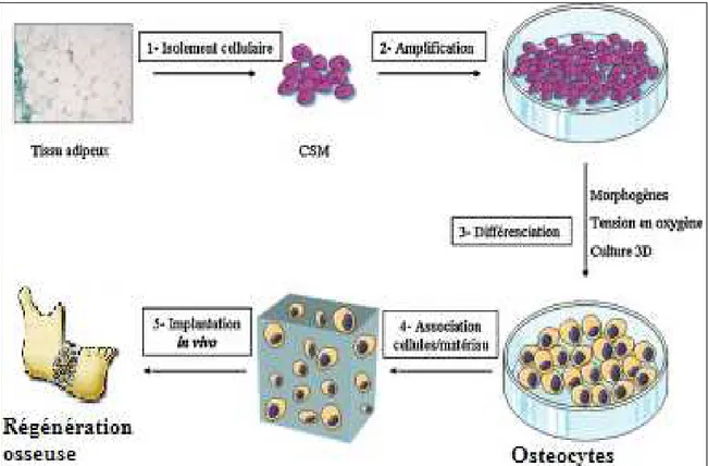 Figure 7 : Principe de l'ingénierie tissulaire en médecine régénérative : des cellules  compétentes sont prélevées chez le patient lui-même, puis mises en culture