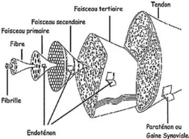 Figure 1 : Structure d'un tendon d’après Kannus (7)  