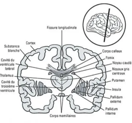 Figure 2 : Vue en coupe du cerveau, visualisation des ventricules et des noyaux gris centraux [51] 