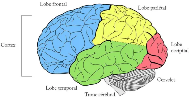 Figure 3 : Les lobes cérébraux [52] 