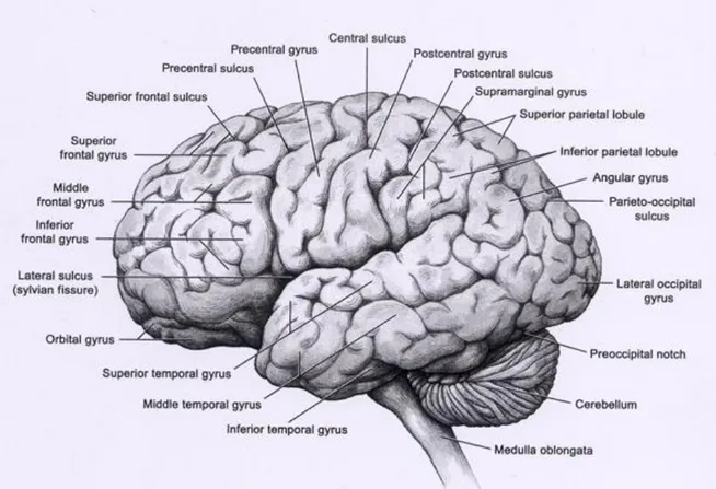 Figure 4 : Les principaux sillons et gyrus [53] 