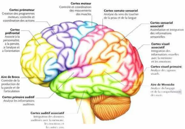 Figure 5 : Les principales régions du cortex cérébral, rôles et localisations [54] 