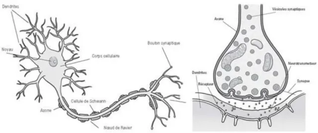Figure 6 : Vue d'un neurone (à gauche) et d'une synapse (à droite) [55] 