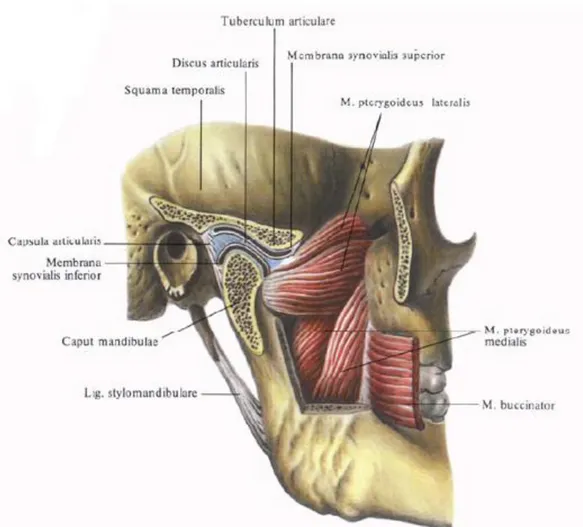 Figure 1: Représentation schématique de l'articulation temporo-mandibulaire en coupe sagittale (13) 