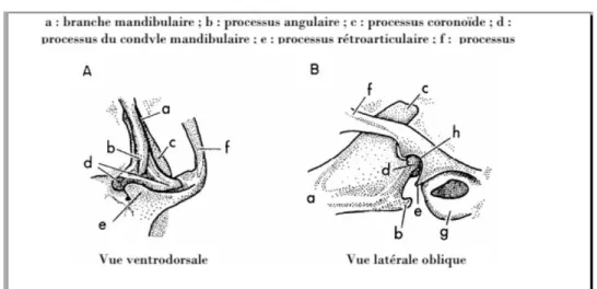 Figure 2: Structure anatomique d'une articulation temporo-mandibulaire de chat (14 ) 