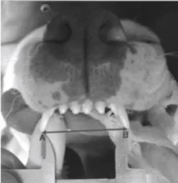 Figure  7 :  Mesure  de  la  distance  inter  canine  sur  arcade  maxillaire du chien matérialisée par la double flèche AB (38) 