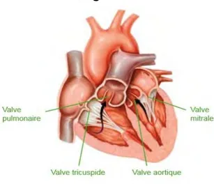 Figure 2 : Schéma de l'anatomie cardiaque. Mise en évidence des valves cardiaques. 