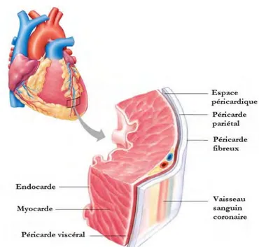 Figure 6 : Schéma de l'anatomie cardiaque. Mise en évidence de l'endocarde .  (18)