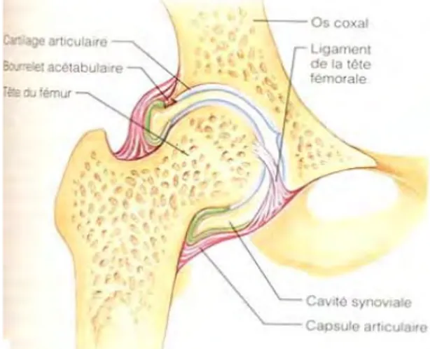 Figure 9 : Schéma de l'articulation coxo-fémorale.  